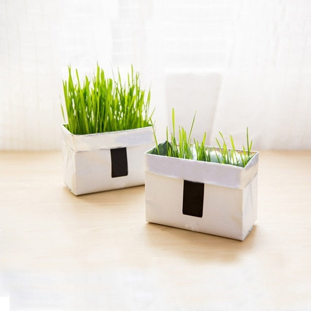 Cat Grass Soilless Culture Kit Cats Organic Removing Hairballs Treatment Indoor Growing Cat Grass Seeds Cat Natural Snacks