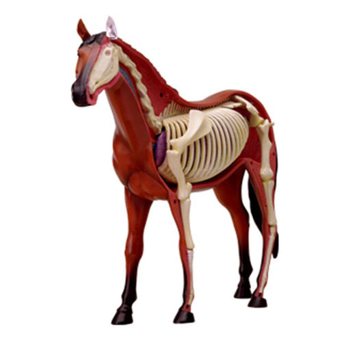 Assembled Horse Anatomy Model Medical Anatomic Animal Model Puzzels for Children Skeleton Educational Science Toys 31 Parts