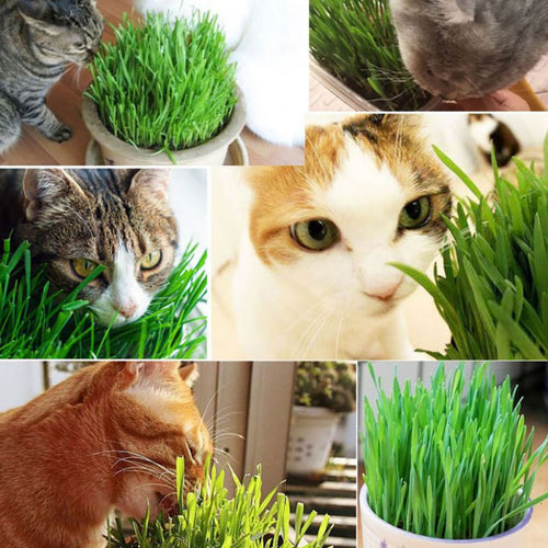 300pcs/Pack Cat Grass 100% High Quality And High Survival Rate Natural Cat Grass Cat Hairball Control Toy